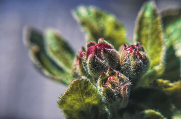 Blooming apple spring garden. Delicate flowers of the apple tree	
