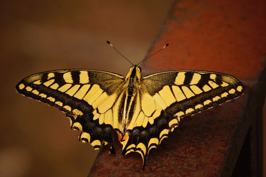 Close up of the European swallowtail , Papilio machaon with open wings