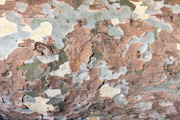 London plane tree, bark texture, platanus acerifolia