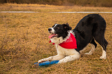 A border collie puppy walking and playing in the park