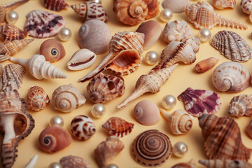 a lot of different empty sea shells on yellow background, macro details