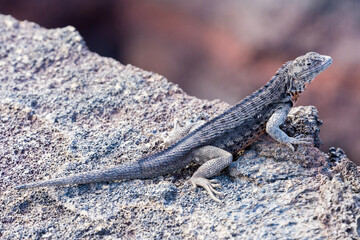 lizard on the rock