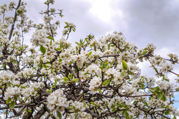 Delicate white cherry blossom. Spring holiday card	