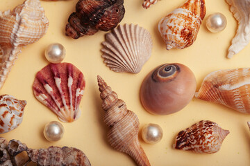 a lot of different empty sea shells on yellow background, macro details