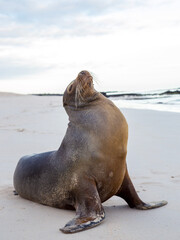 state sea lion