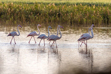 Pink Flamingo on a pond in an early winter morning, HaBonim Beach, Israel. 