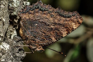 Butterfly Nymphalis Polychloros, Multicolored Nymph, Photographed in Sardinia