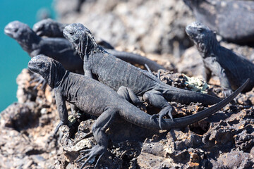galapagos marine iguanas on the rocks