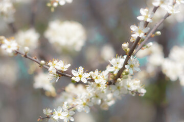 Almond tree blossom with bokeh