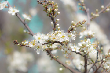 Almond blossom in portrait with bokeh.