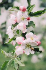 Spring flowers banner. Spring renewal, nature in spring, flowers, blooming, new life, pink flower, sakura blossom