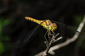 Dragonflies Macro photography in the countryside of Sardinia Italy, Particular, Details