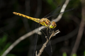 Dragonflies Macro photography in the countryside of Sardinia Italy, Particular, Details