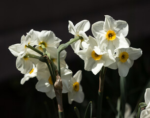 Narcissus multiflorous (Tazetta) - spring white flowers, dark background. Blooming unusual daffodils