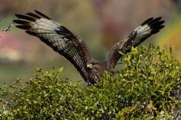 Ratonero con alas al viento