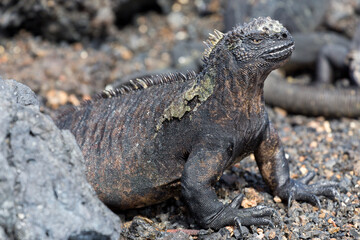 island land iguana