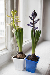 two hyacinth bulbs with flowers stand on the background of craft boxes and bloom