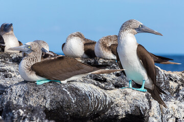 blue footed boobies on the rocks