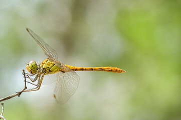 Dragonflies Macro photography in the countryside of Sardinia Italy, Particular, Details