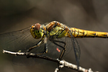 Dragonflies Macro photography in the countryside of Sardinia Italy, Particular, Details