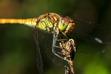 Dragonflies Macro photography in the countryside of Sardinia Italy, Particular, Details