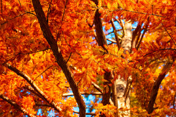 紅葉
Autumn leaves