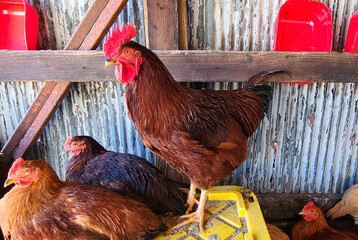 A Young Rhode Island Red Rooster Against a Corrugated Metal Background