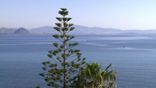 Kos Greece an arocaria tree by the sea with a background of Turkey  and Bodrum, Alikarnasos