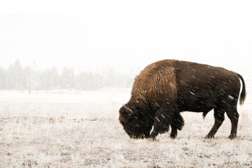 Buffalo grazes in the frosty grass during a snow storm in Yellowstone national park