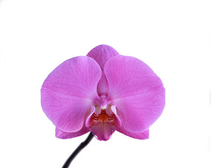 Lilac orchid flower isolated on a white background.