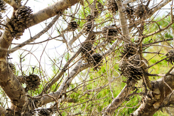 Pinus Halepensis in the mountain in Alicante