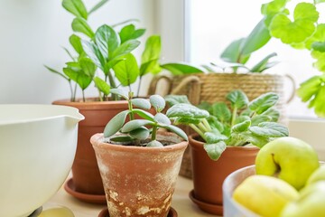 Kitchen table near the window, home indoor plants in ceramic clay brown pots