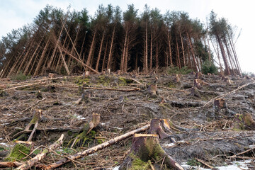 Freshly cut pine tree forest on a hill, Snow patches on the ground. County Sligo, Ireland. Forest management and industry concept