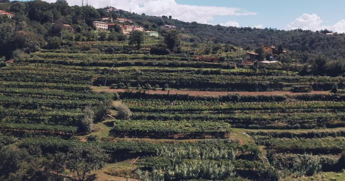 Drone shot of friends toasting with wine in a vineyard