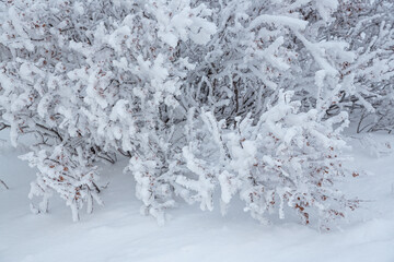 Snow and rime ice on the branches of bushes. Beautiful winter background with twigs covered with hoarfrost. Plants in the park are covered with hoar frost. Cold snowy weather. Cool frosting texture.