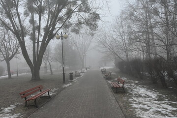 mgła w parku - obrazy, fototapety, plakaty