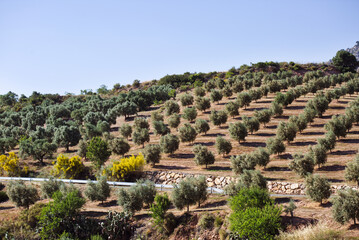 Rows of olive trees on plantation on sunny hills