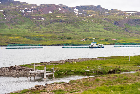 View of a fish farm in a fjord in Iceland on a cloudy summer day. Coastal mountains are in background.