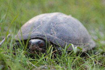 Fototapeta premium Portrait of a turtle in the spring green grass