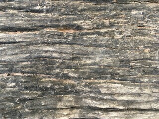 bark texture background