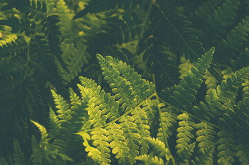 Top view of fern green and yellow leaves. Dark and tinted natural green plant pattern background