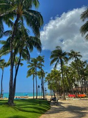Palm Trees in Waikiki
