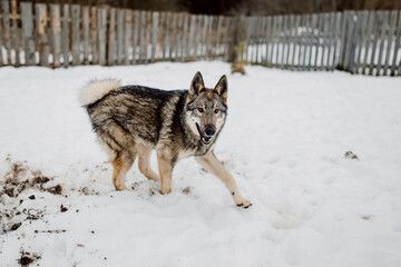 playful gray dog siberian husky running in the snow