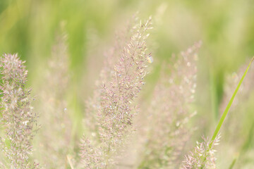 grass in the wind