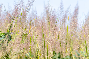 Fototapeta premium Many tall plumes of ornamental grass sparkle with dew in the sunshine. 
