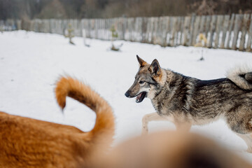 Obraz premium Siberian Laika dog is playing outside in the snow with dogs.