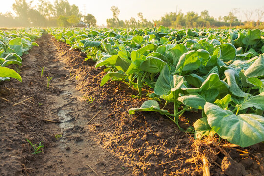 green fresh healthy collards vegetable at agriculture garden in the morning sunrise.