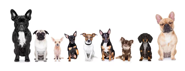Selbstklebende Fototapete Lustiger Hund gruppe reihe von hunden