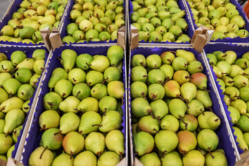 Aerial view of pears in crates ready for shipping. Cold storage interior.