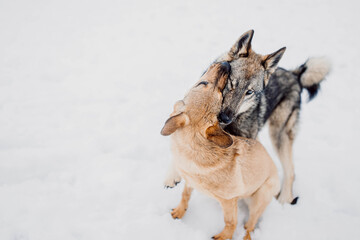 two aggressive dogs playing and biting fighting in the snow in winter
